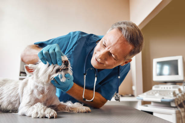 Best Urgent Dental Care for Toothache in Marillo, CA